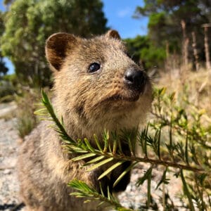 罗特内斯特岛的阔卡