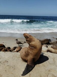 Carnac Island Sea Lions