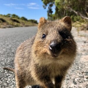 Rottnest Island Quokka