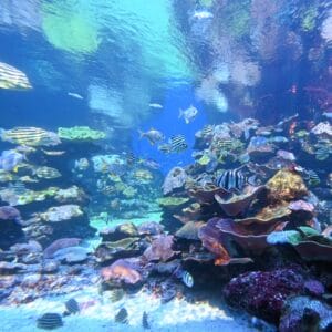 Ningaloo Reef - One of the best diving spots in Perth