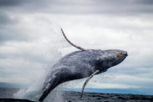 Best Whale Watching Spots in WA
