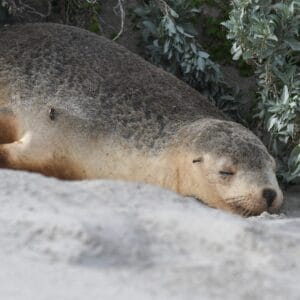 australian sea lion