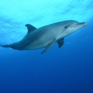Dolphin Spotting